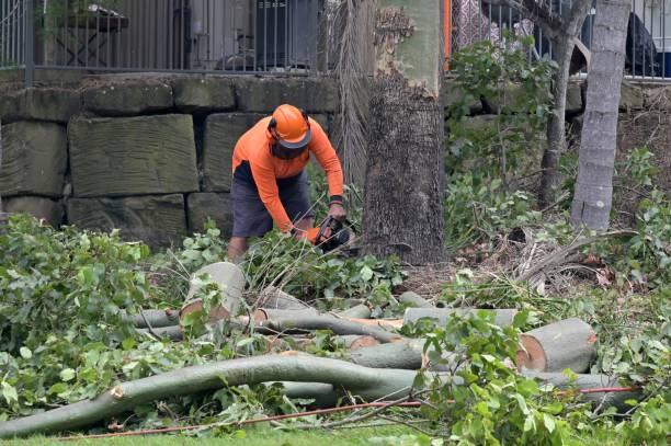 How Our Tree Care Process Works  in  Mount Airy, MD